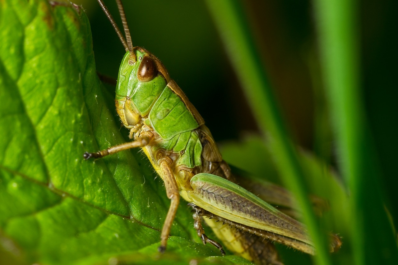 grasshopper nature macro free photo