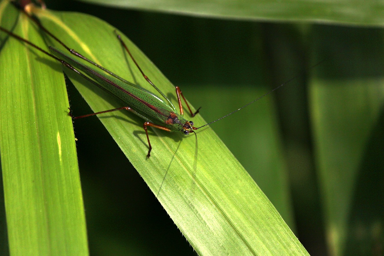 grasshopper  macro  leaf free photo