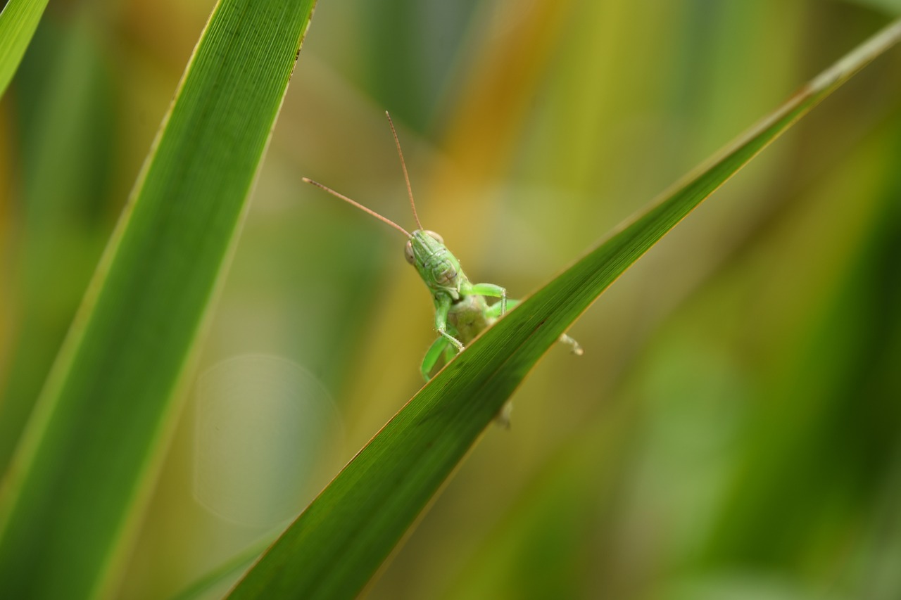 grasshopper  insect  green free photo
