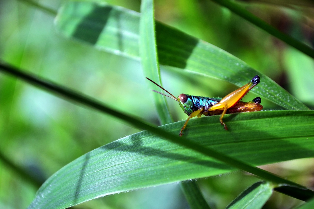 grasshopper  animal  nat free photo