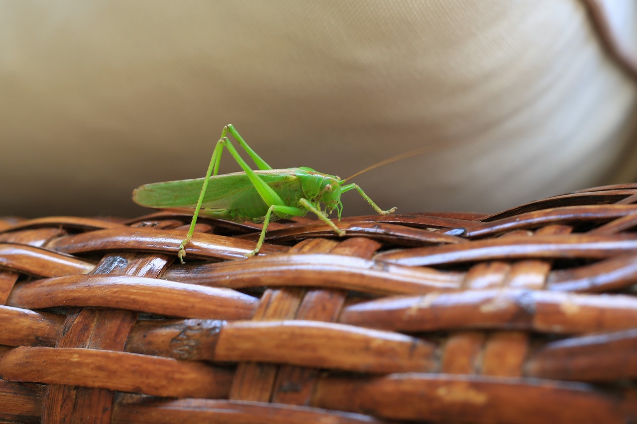 grasshopper  insect  animal free photo