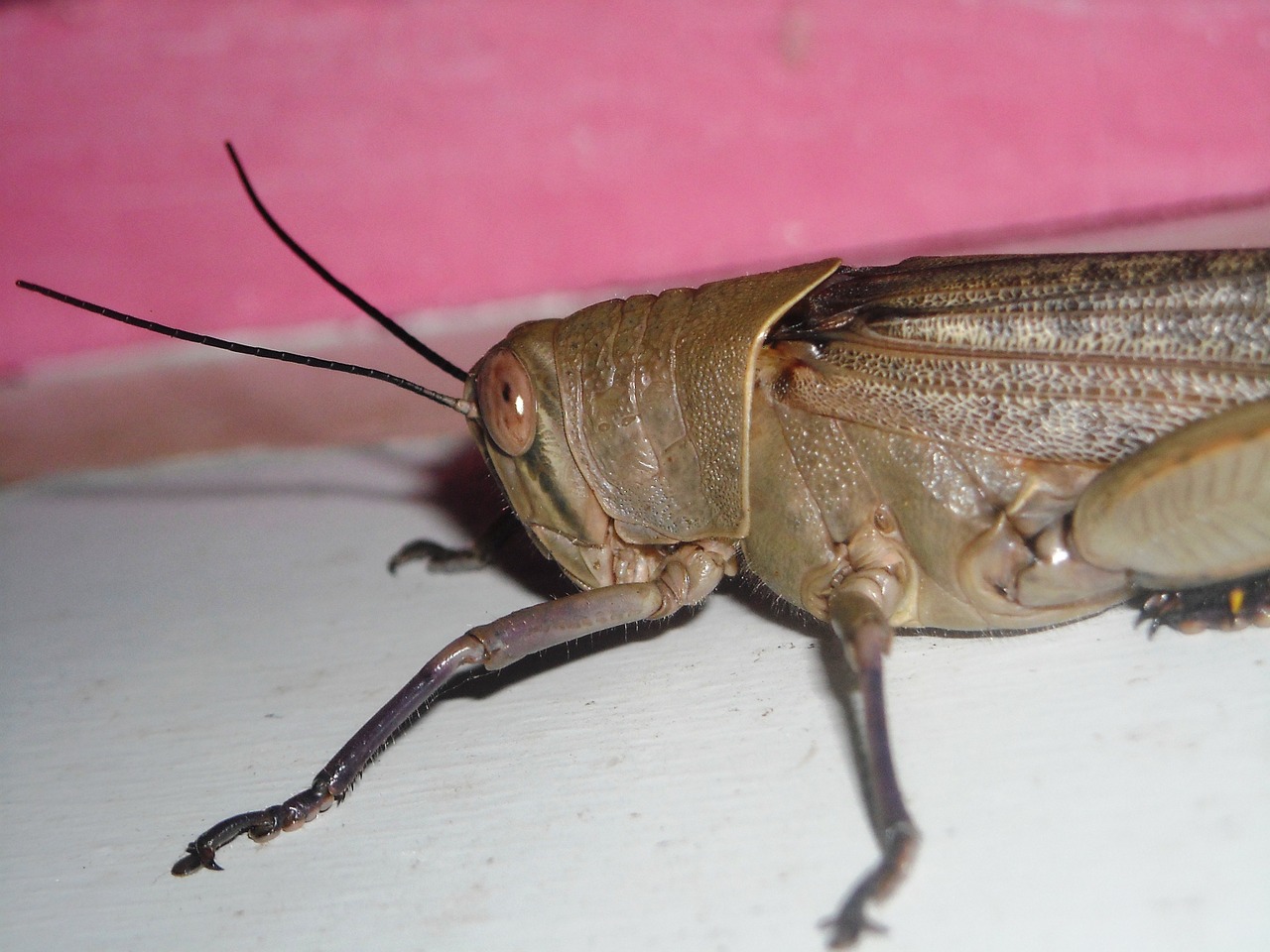 grasshopper brown animals free photo