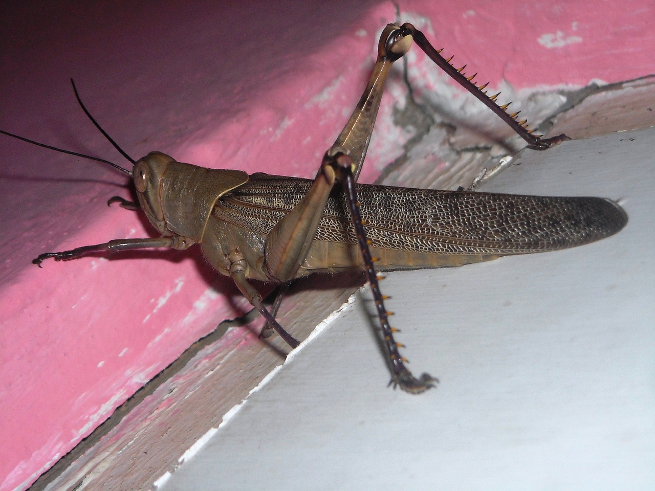 grasshopper brown animals free photo