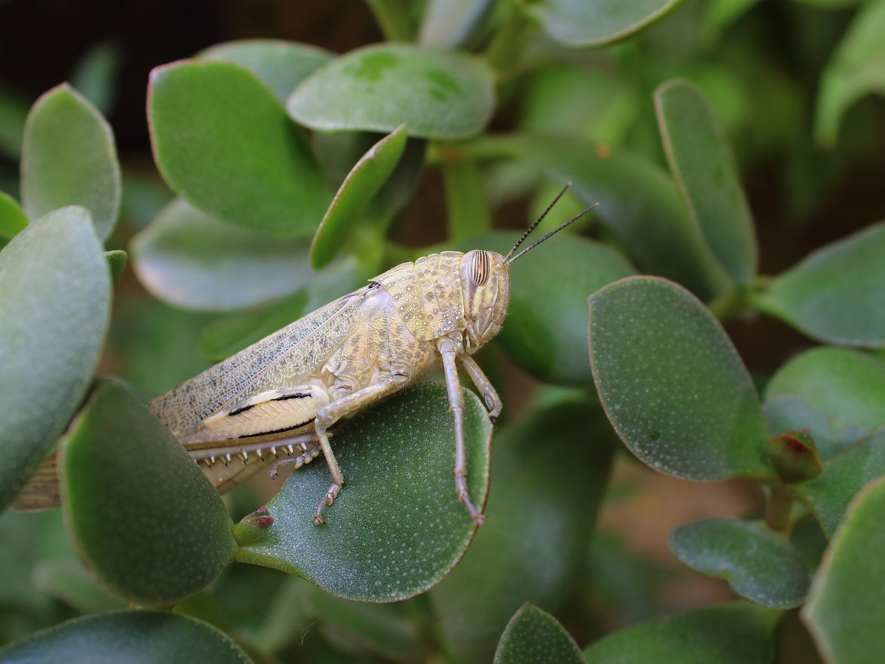 grasshopper  insect  nature free photo