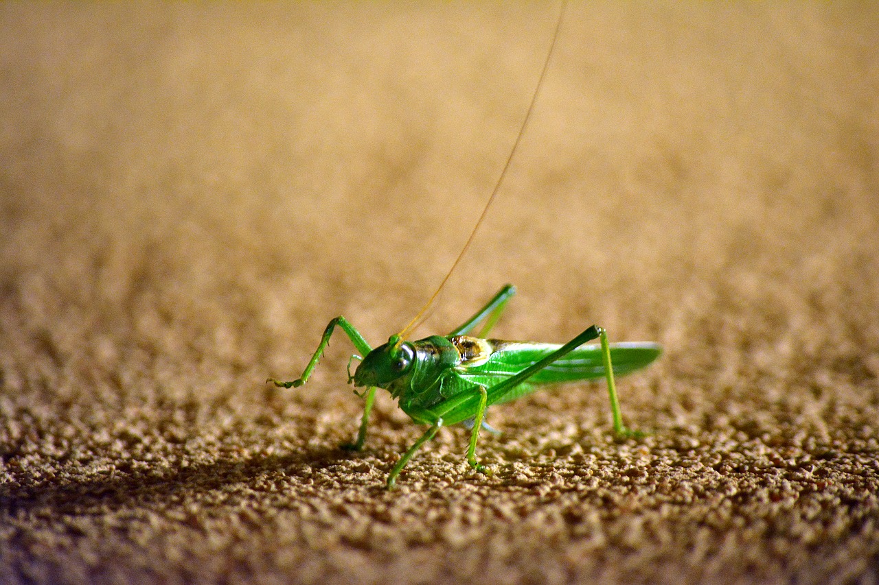 grasshopper  insect  green free photo