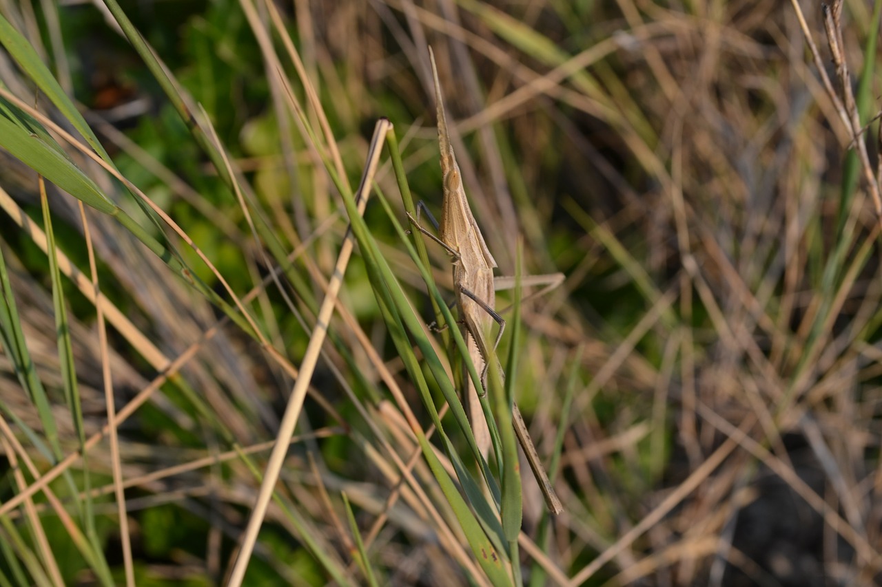 grasshopper  animal  nature free photo