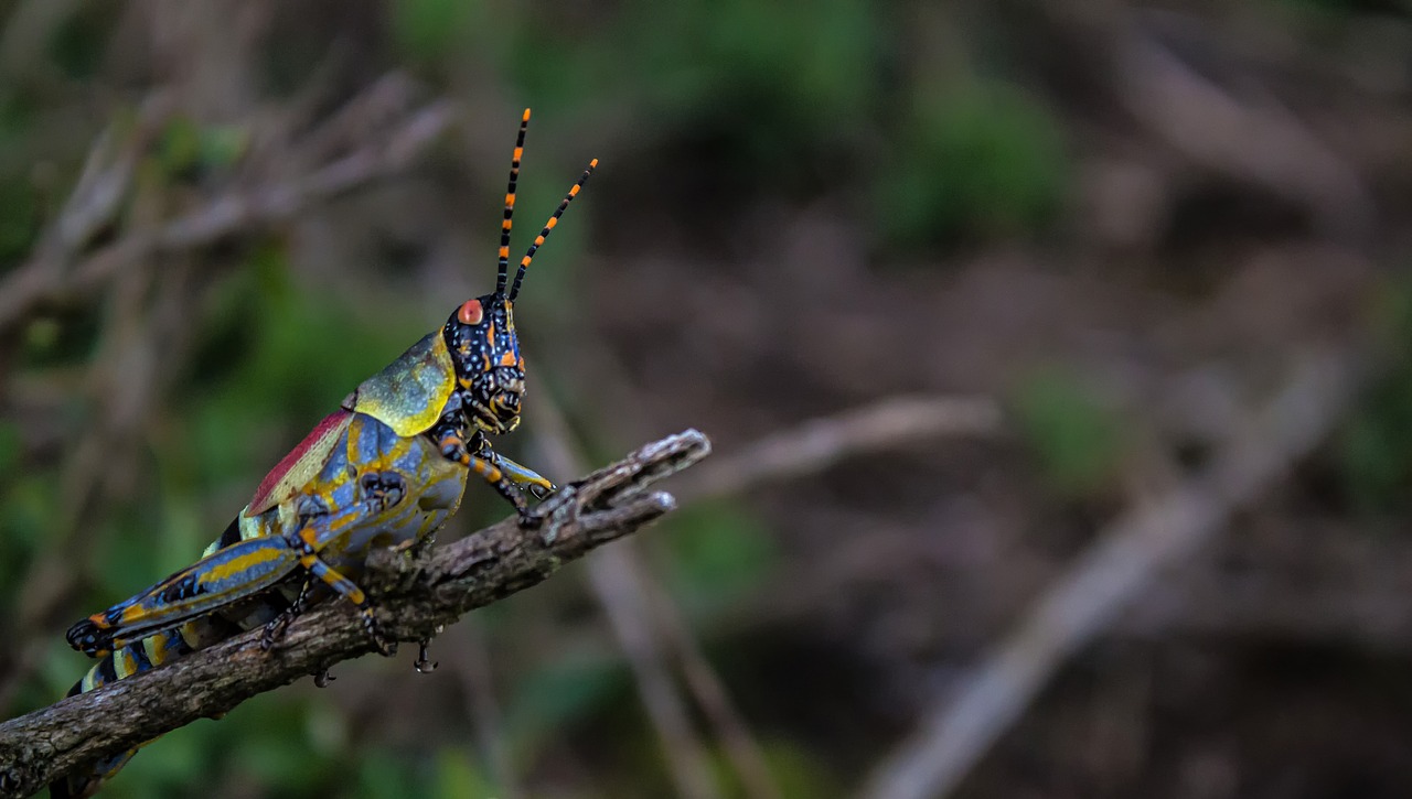 grasshopper  nature  insect free photo