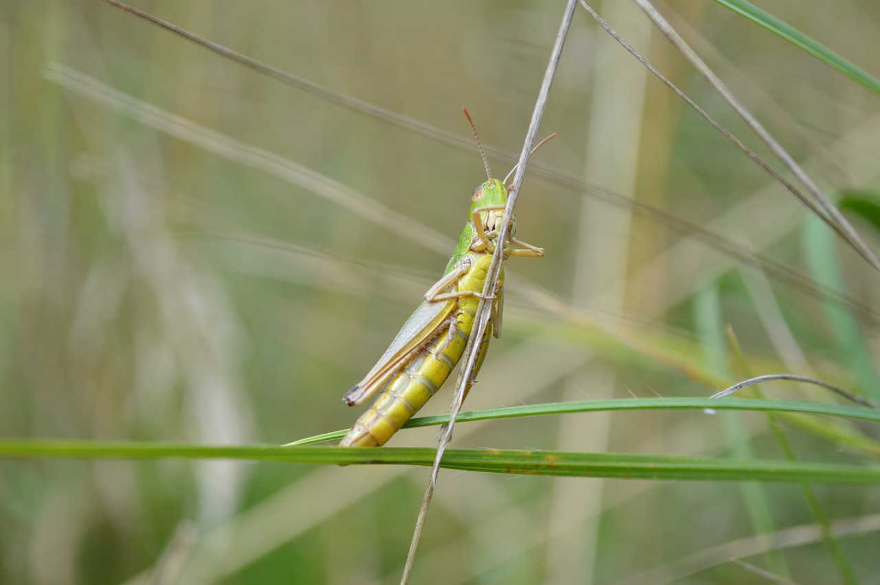 grasshopper  cricket  insect free photo