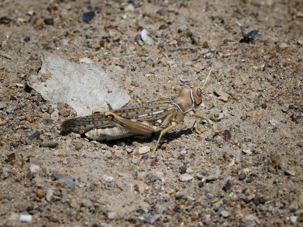 grasshopper  insect  nature free photo