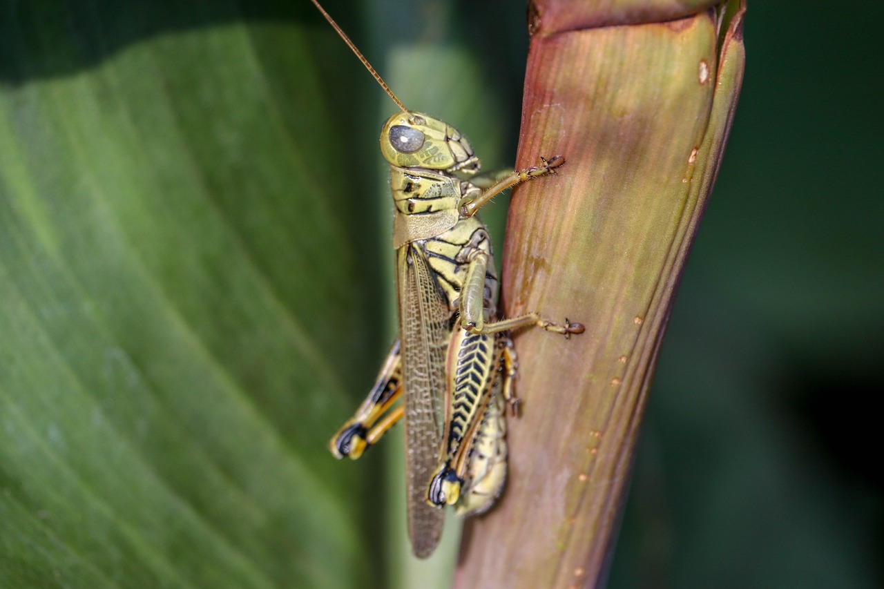 grasshopper  plants  summer free photo