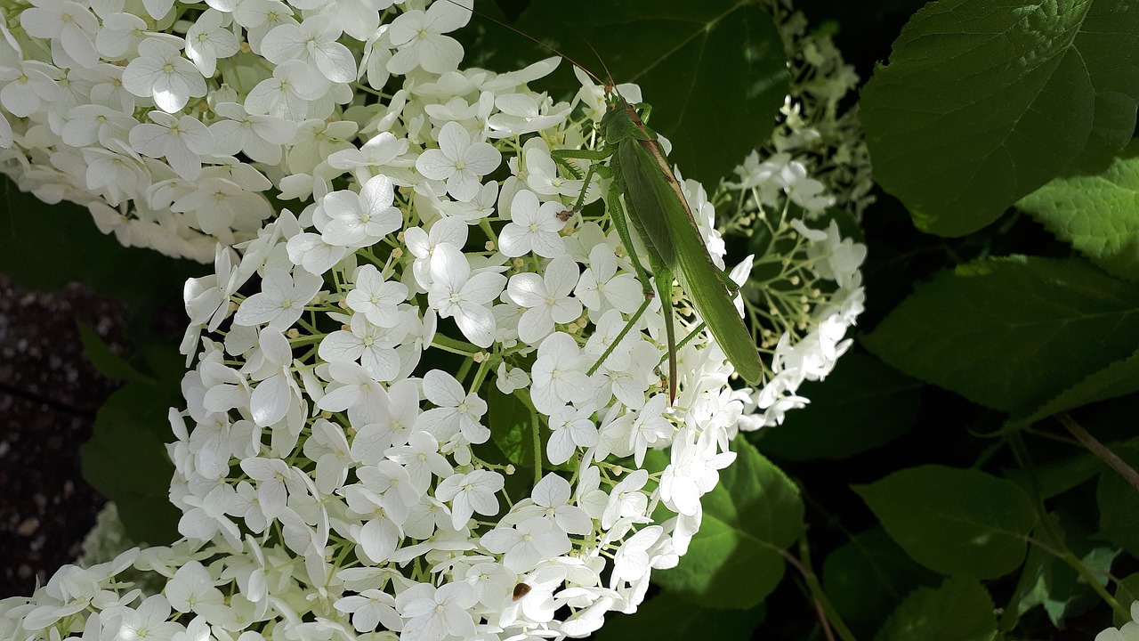 grasshopper  garden  hydrangea free photo