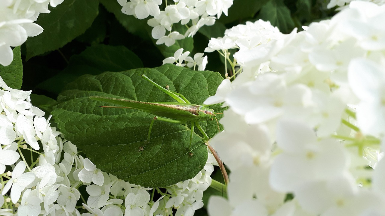 grasshopper  garden  hydrangea free photo