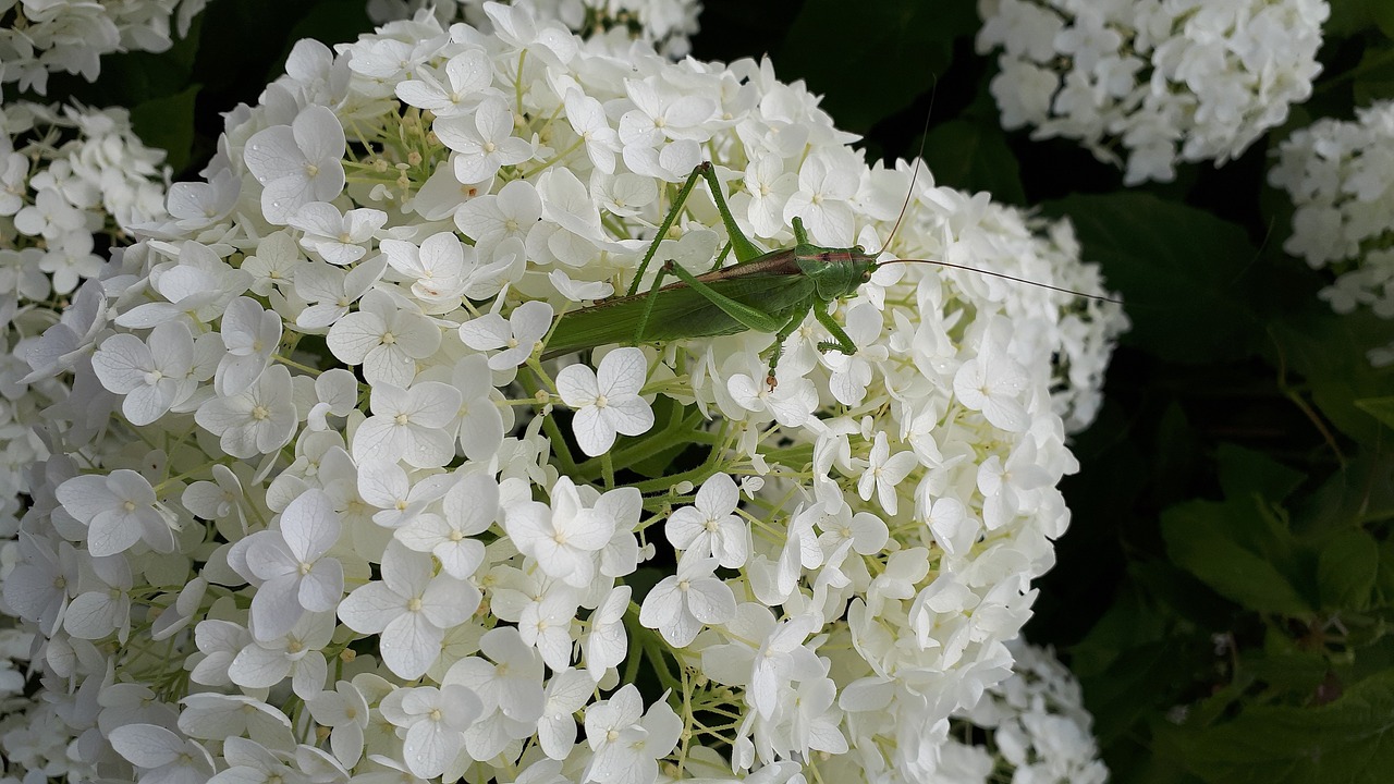 grasshopper  garden  hydrangea free photo