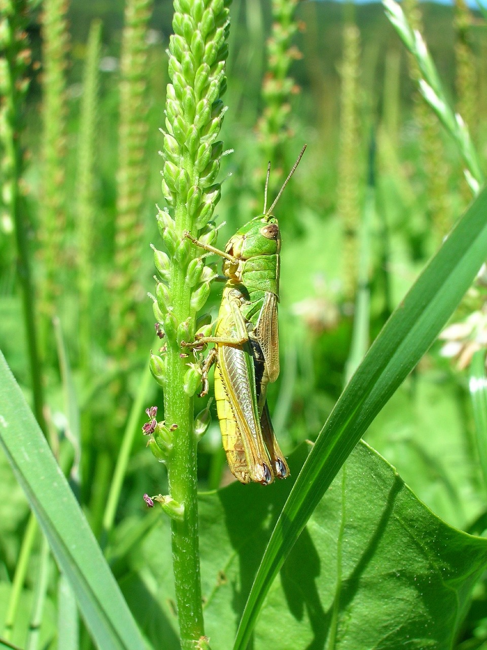 grasshopper green meadow free photo