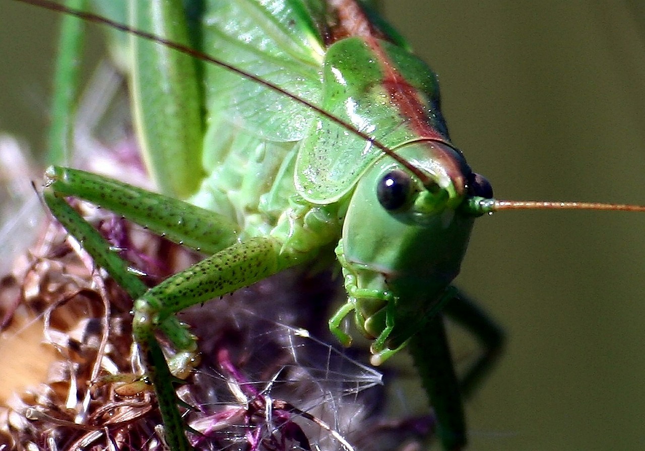 grasshopper nature meadow free photo