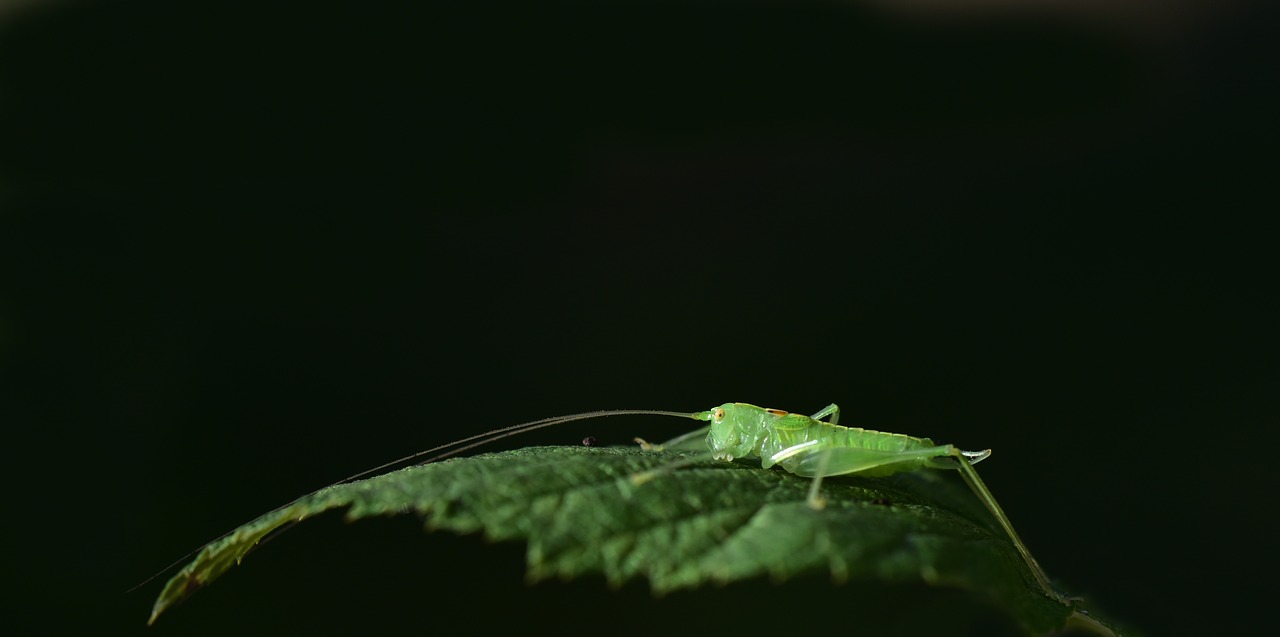 grasshopper  green  insect free photo