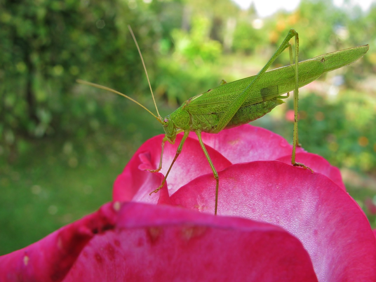 grasshopper  insect  close up free photo
