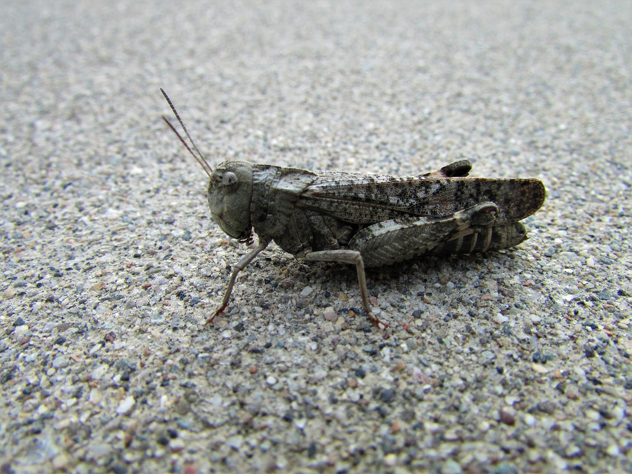 grasshopper  hopper  sidewalk free photo