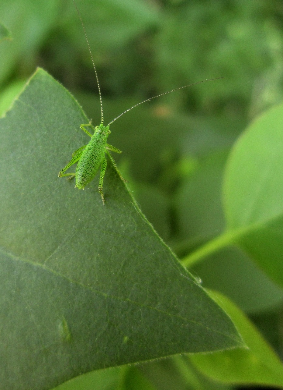 grasshopper  leafhopper  insect free photo