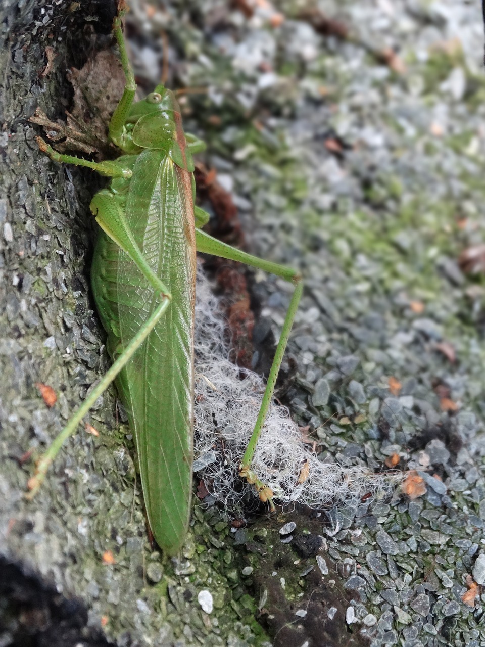 grasshopper  green  macro free photo