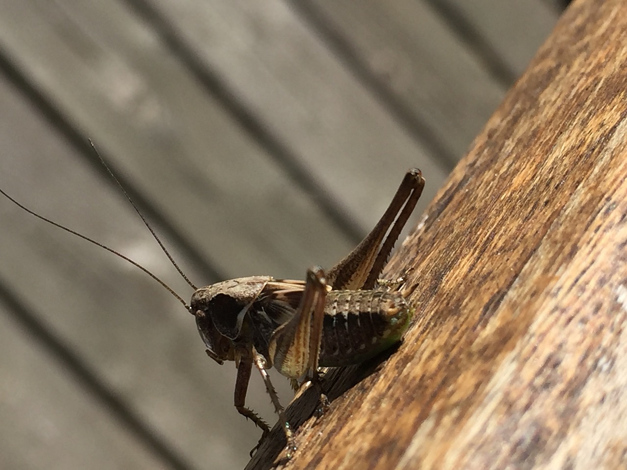 grasshopper  closeup  brown free photo