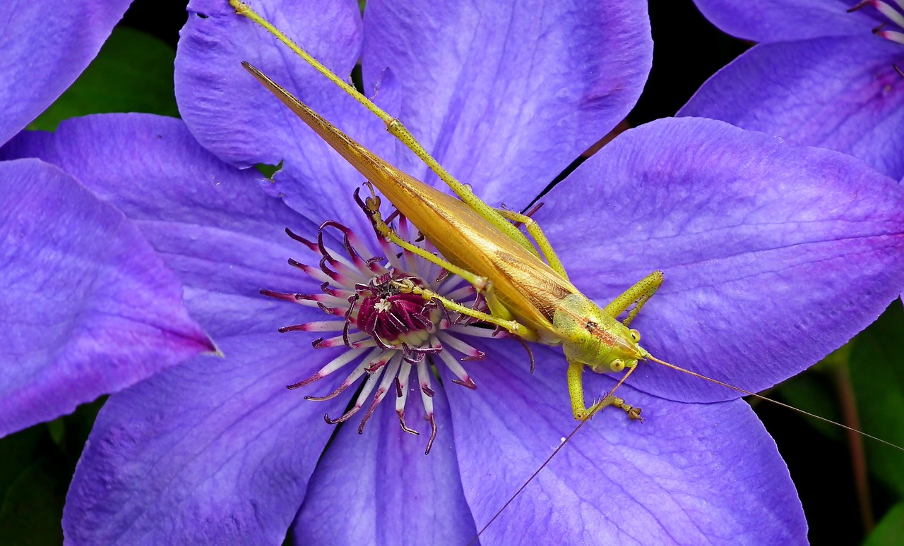 grasshopper  insect  flower free photo