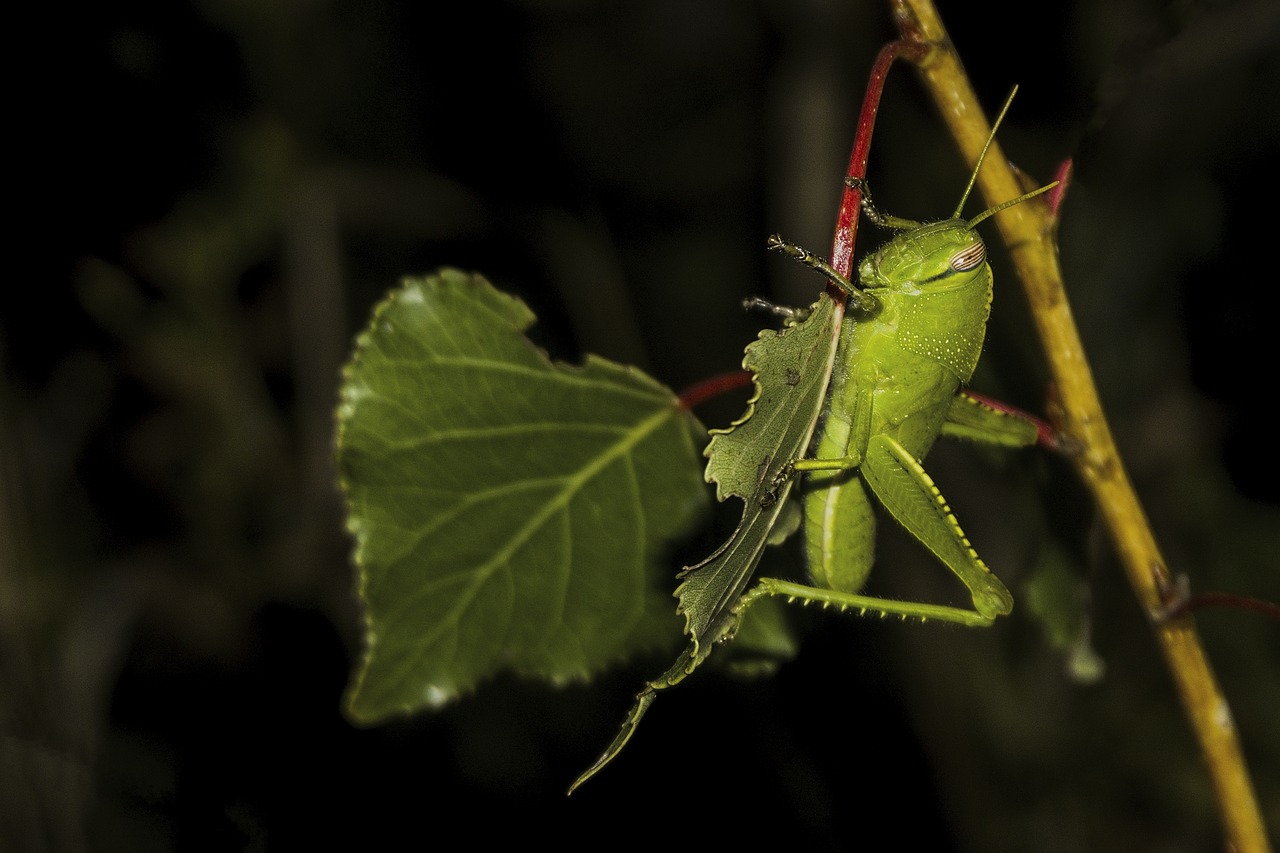 grasshopper  green  nature free photo