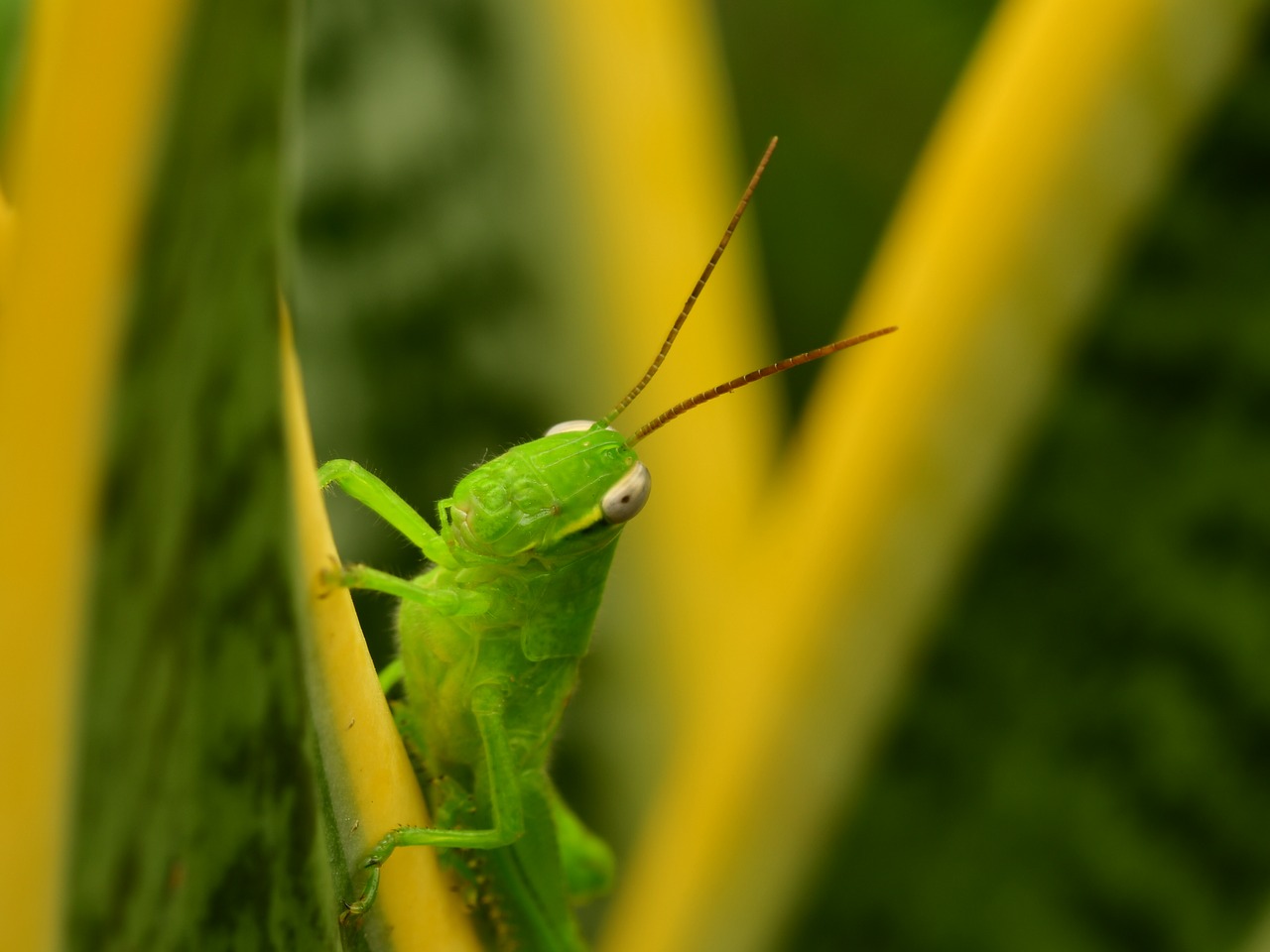grasshopper  green hopper  antenna free photo