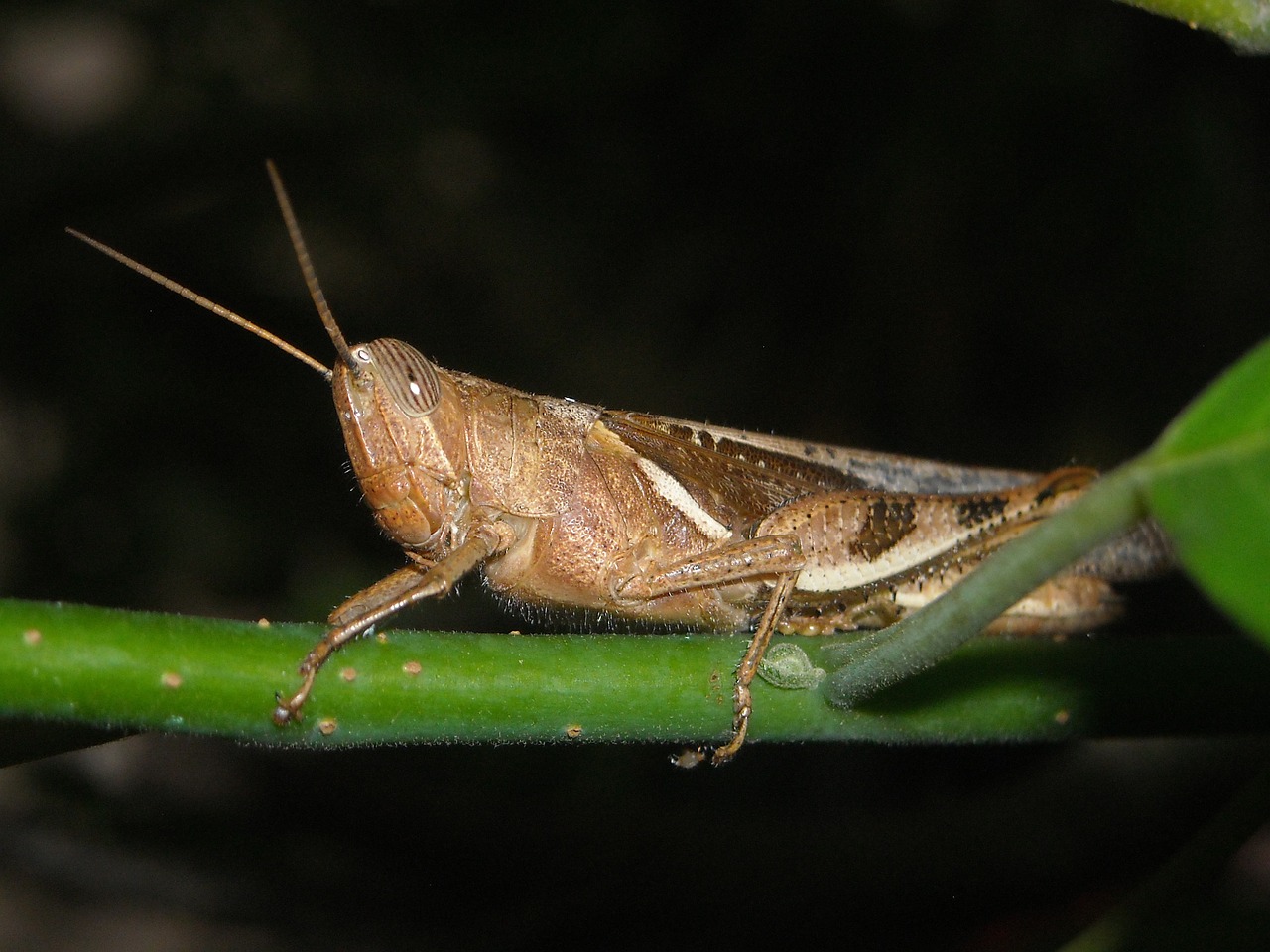 grasshopper insects brown free photo