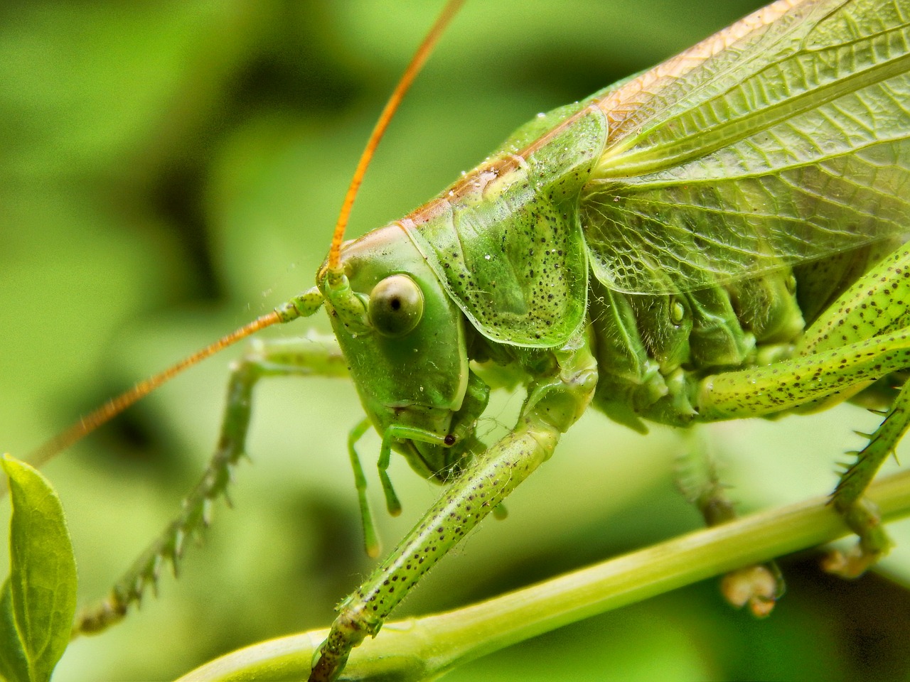 grasshopper insect antennae free photo