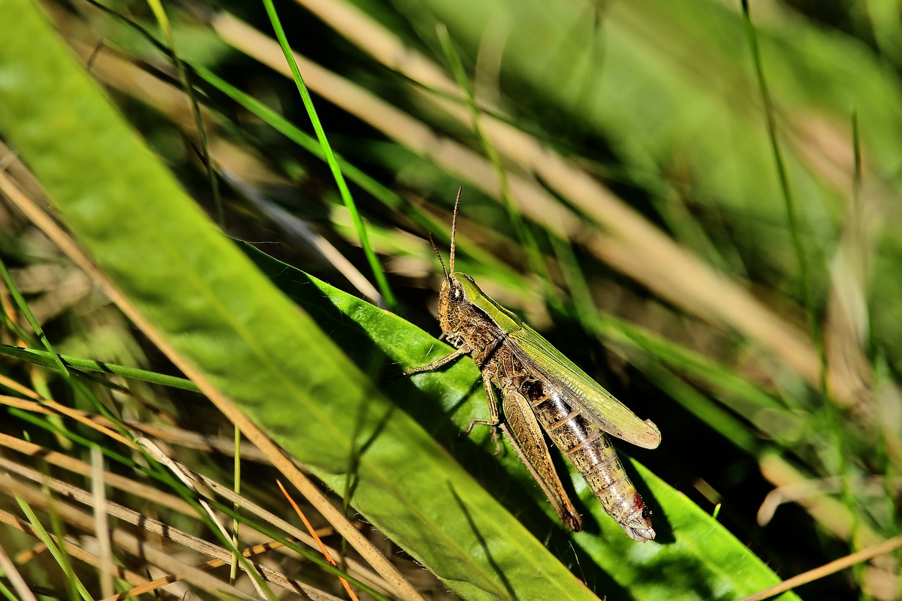 grasshopper  field grasshopper  insect free photo