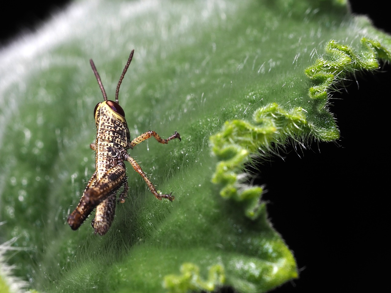 grasshopper  macro  cucumber leaf free photo