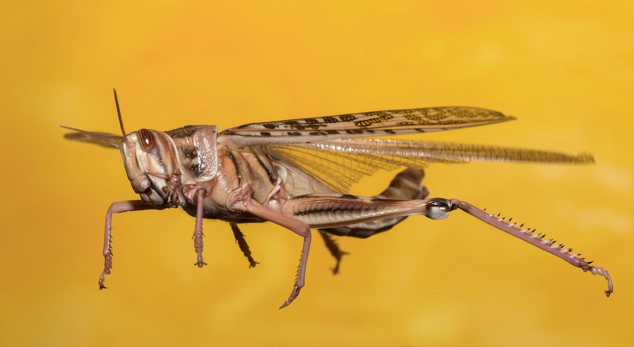 grasshopper  desert locust  insect free photo
