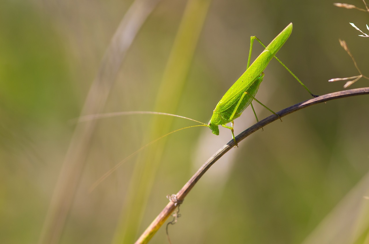 grasshopper  green  bug free photo