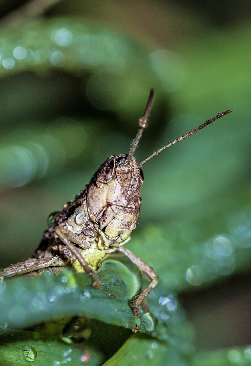 grasshopper  insect  green free photo