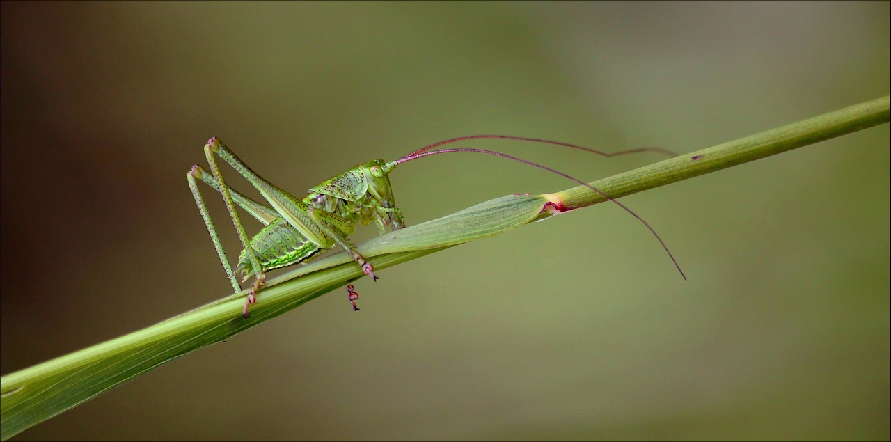 grasshopper grass horse insect free photo