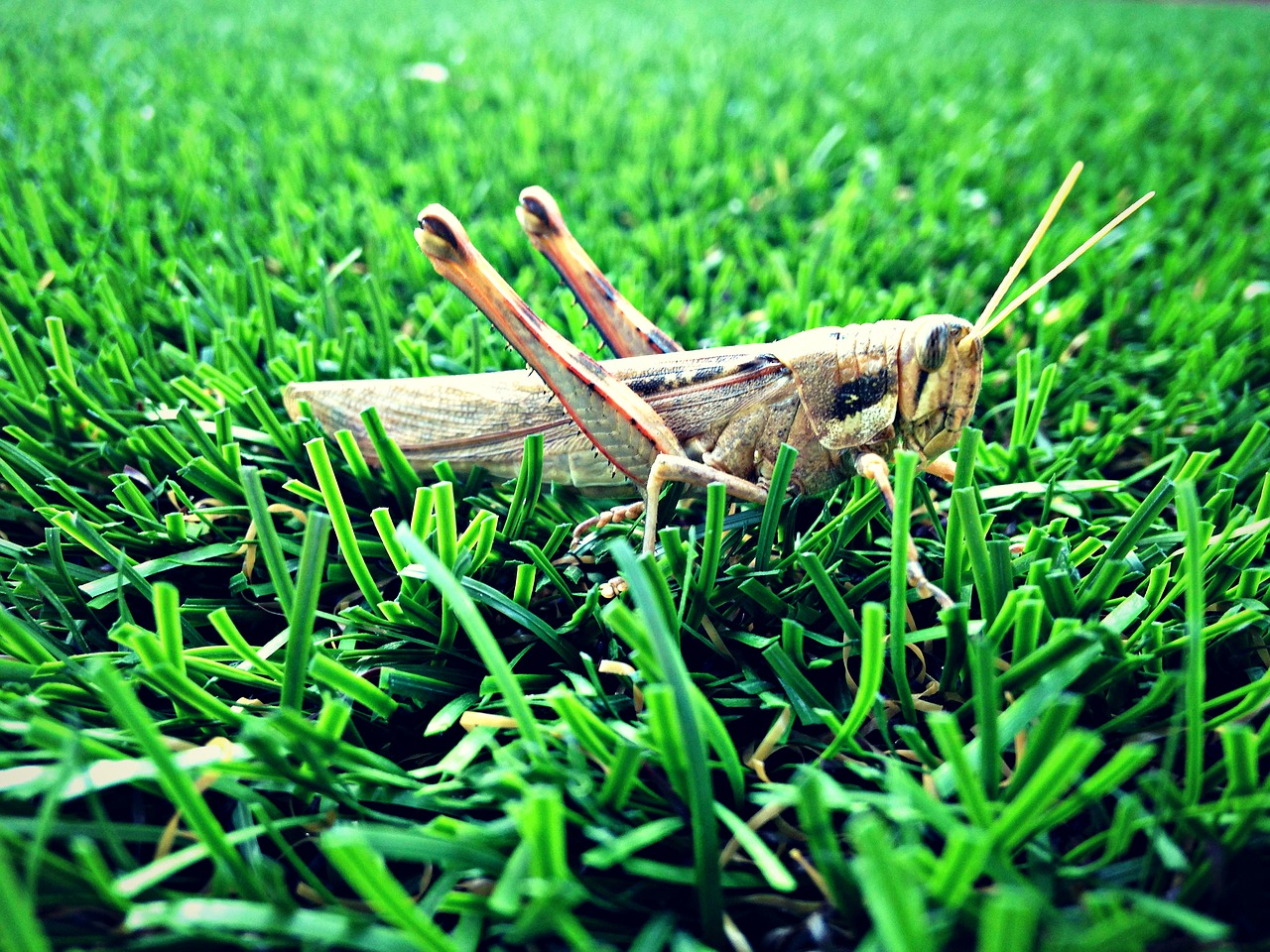 grasshopper  grass  nature free photo