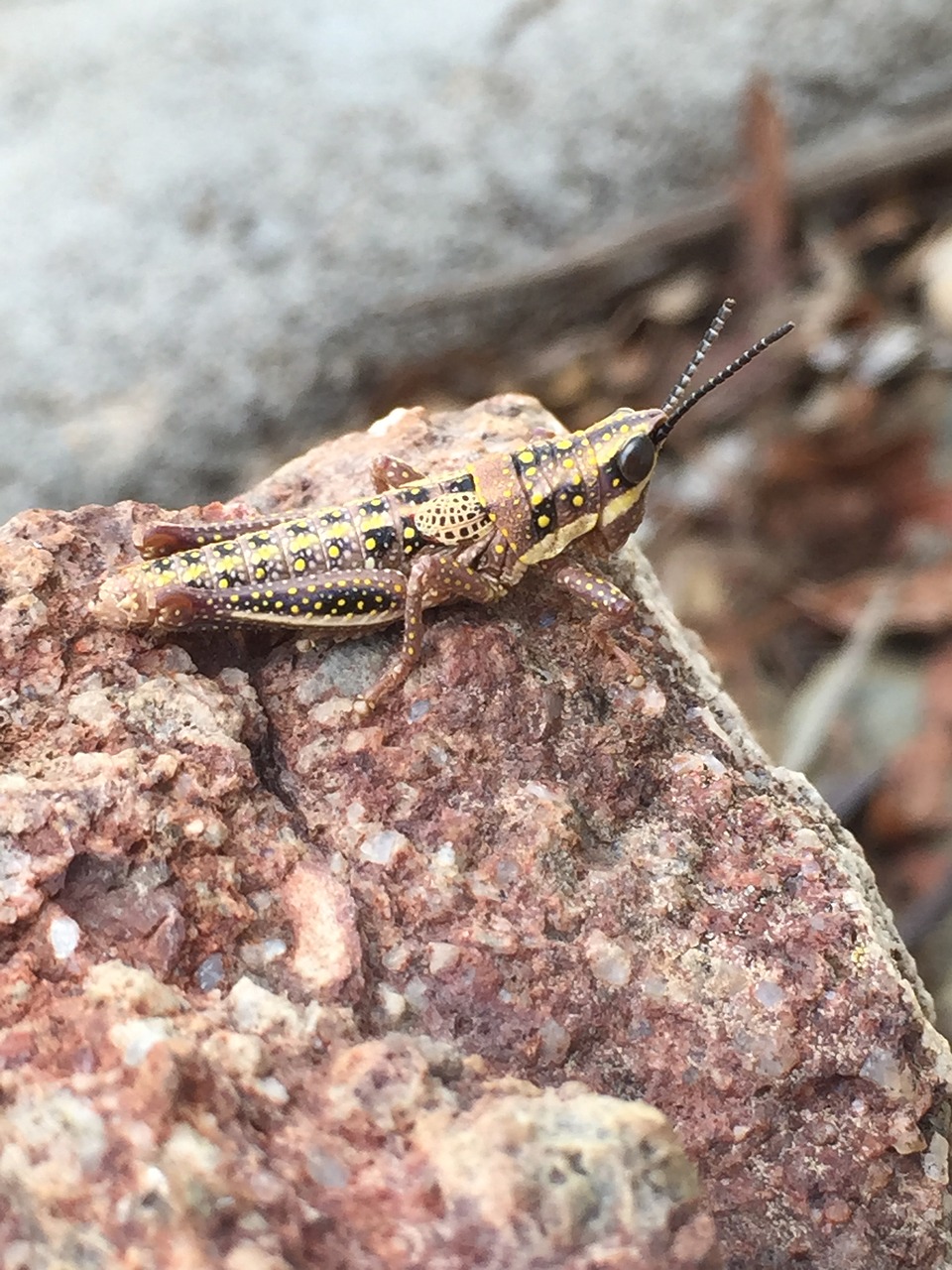 grasshopper  rock  camouflage free photo