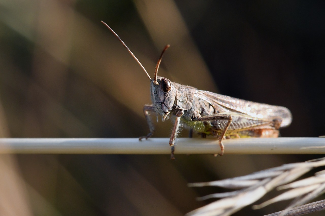 grasshopper  insect  skip free photo
