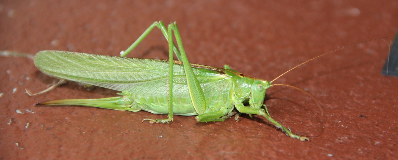 grasshopper animal hop free photo