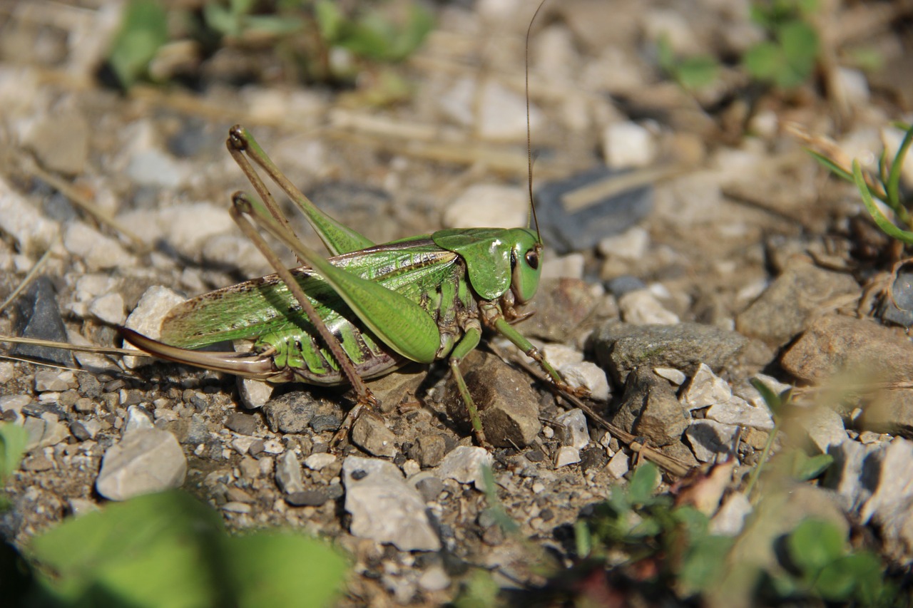 grasshopper insect rhinestones free photo