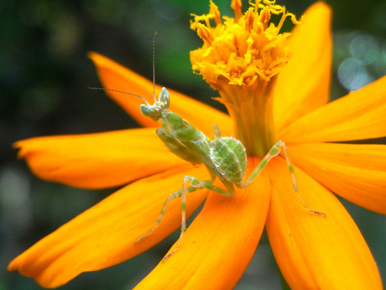 grasshopper mantis flowers free photo
