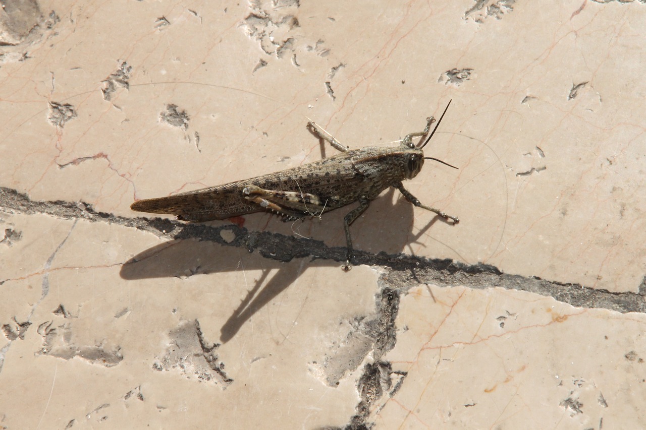 grasshopper insect animal free photo