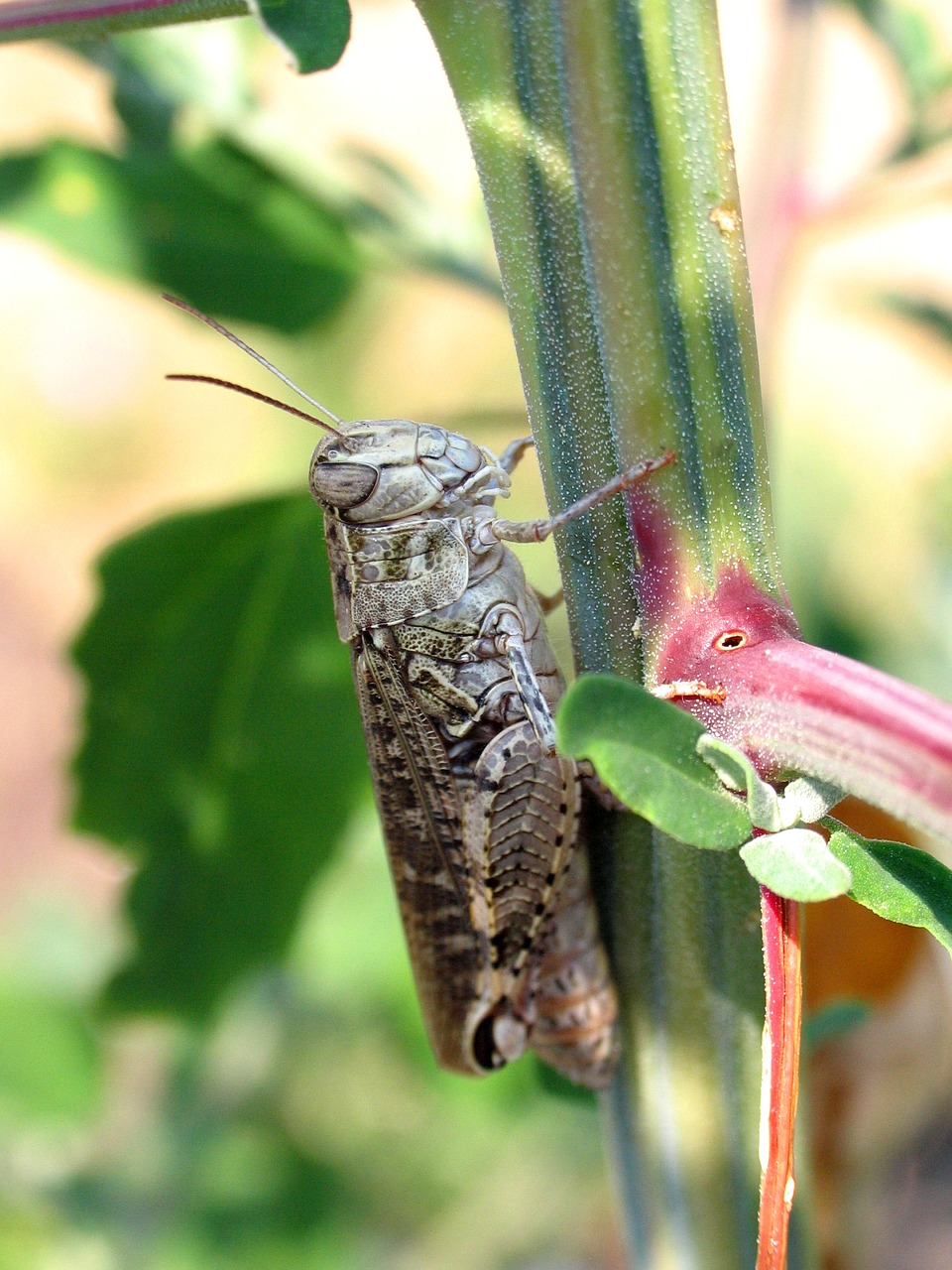 grasshopper  insect  nature free photo