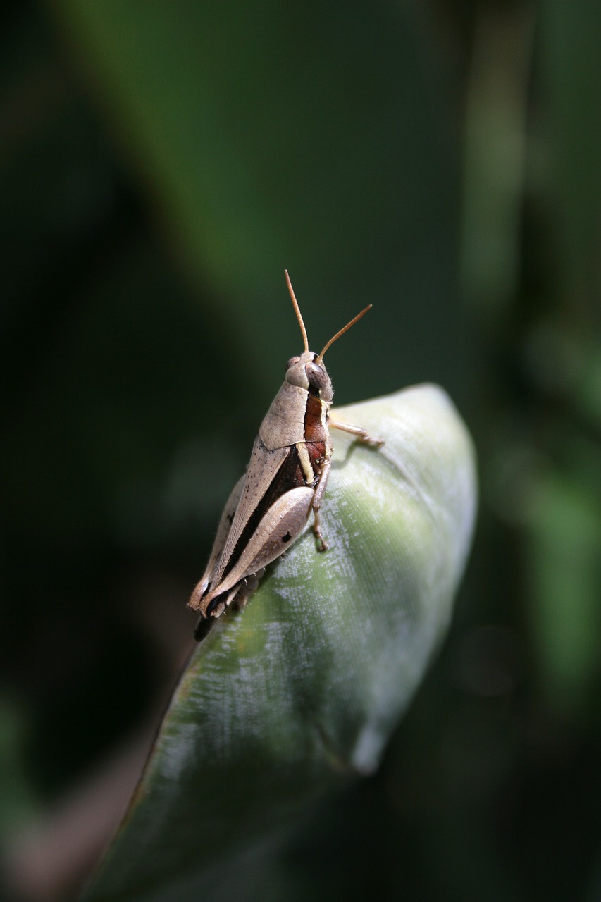 grasshopper cricket insect free photo