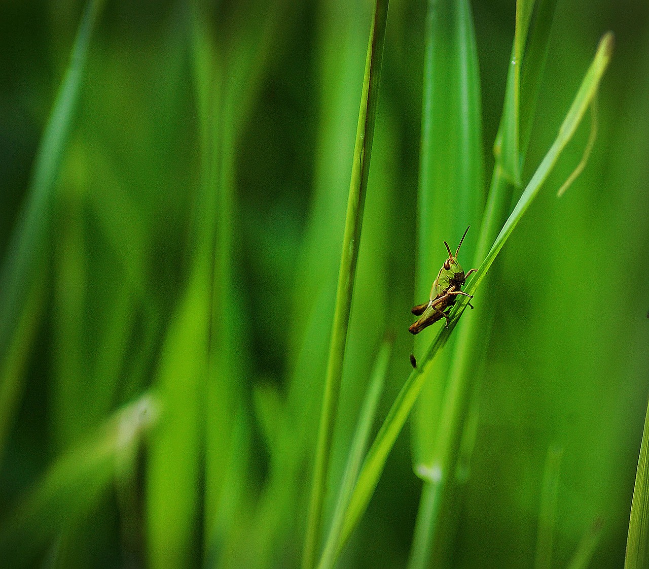 grasshopper  green  nature free photo