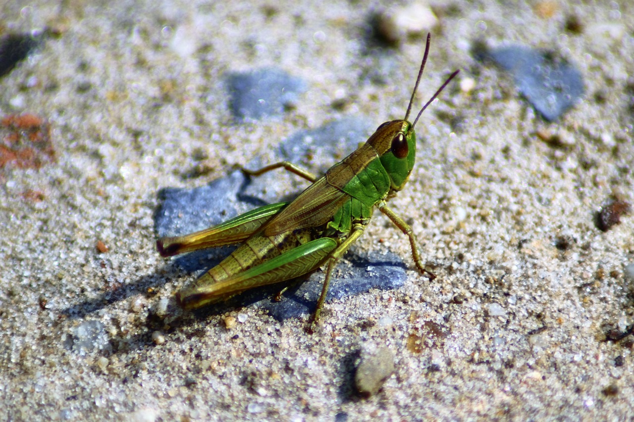 grasshopper  nature  summer free photo