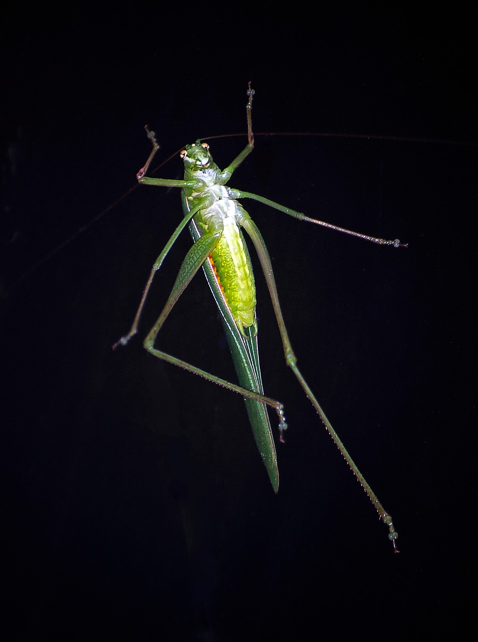 grasshopper  insect  green free photo