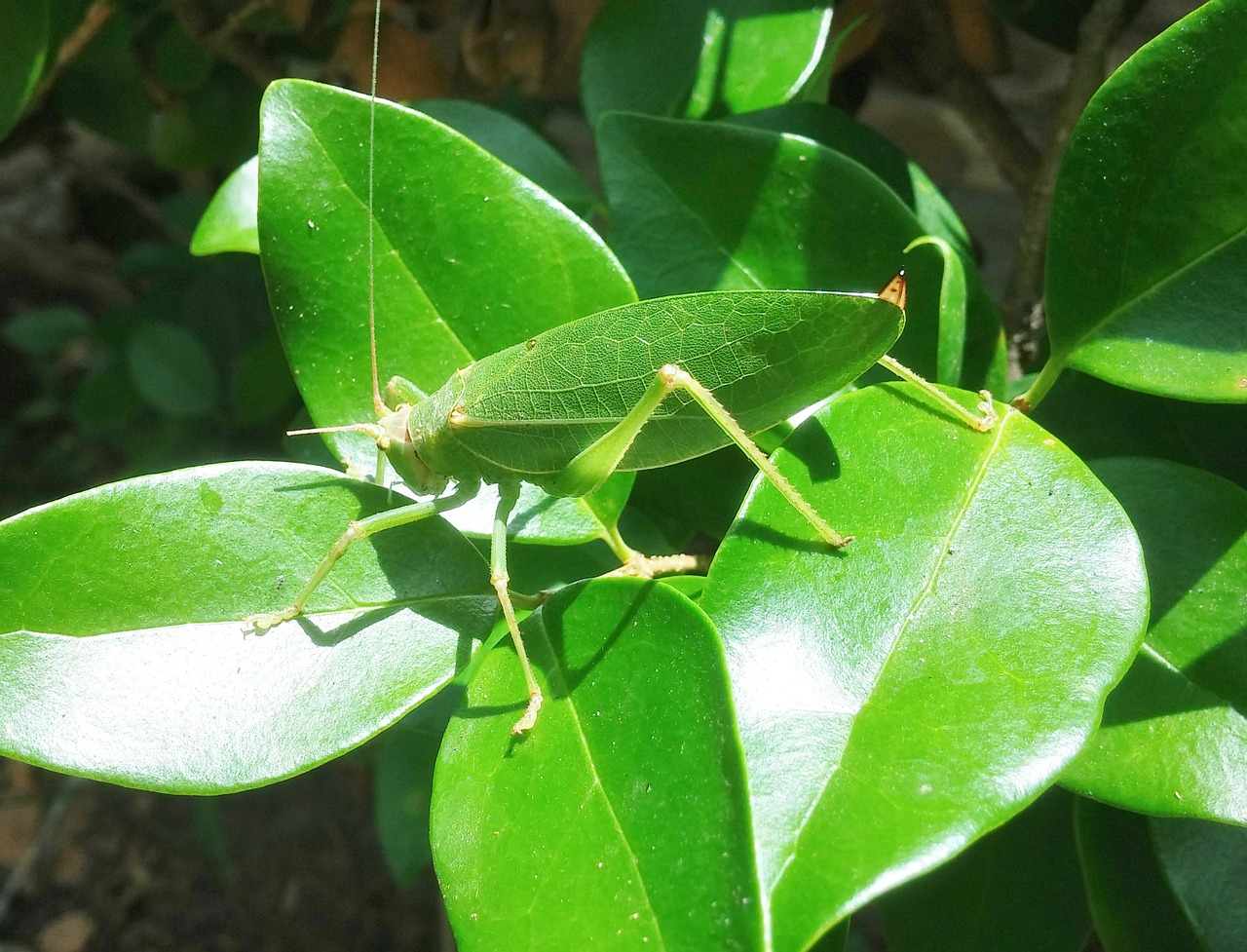 grasshopper katydid camouflage free photo