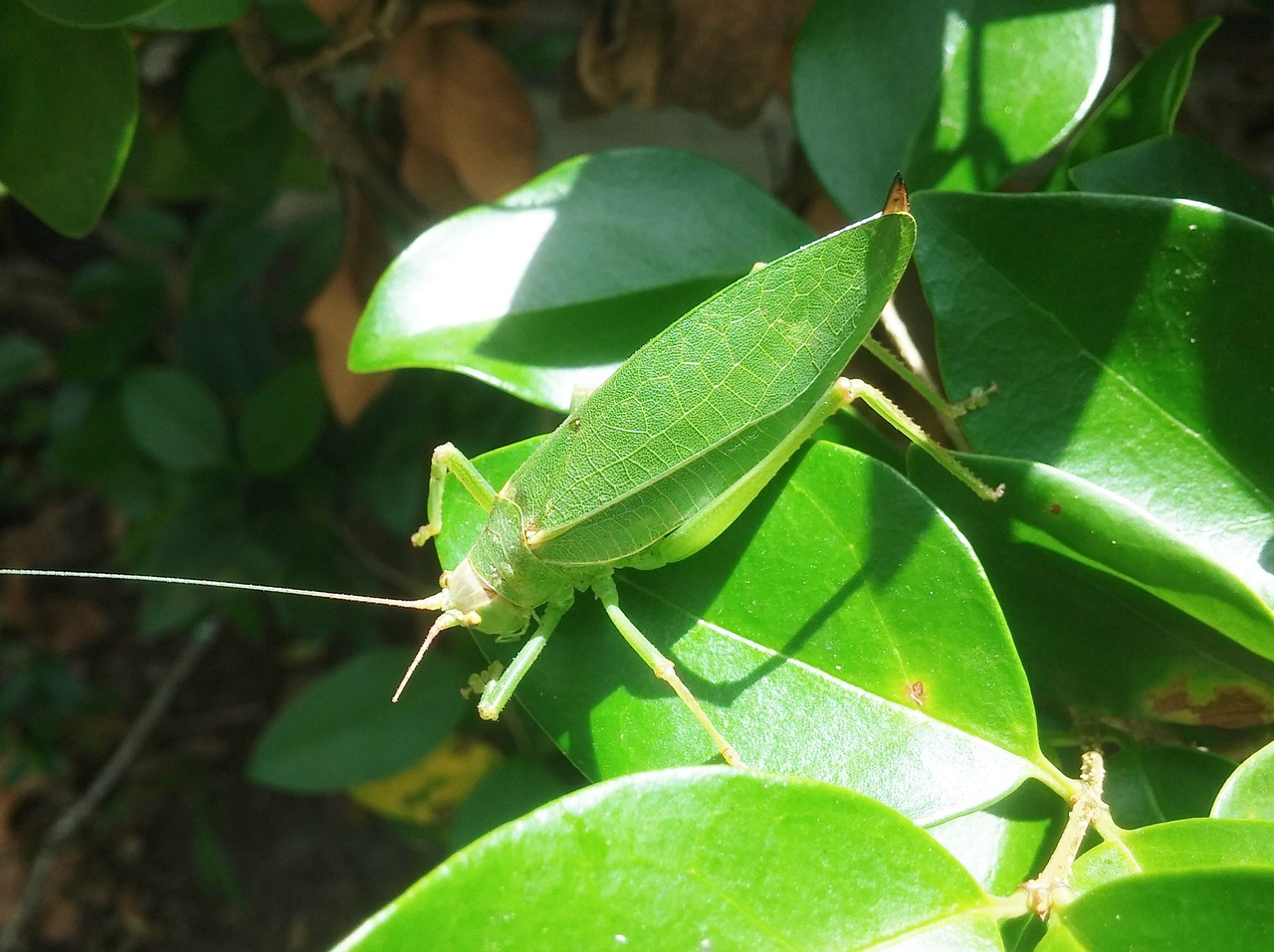 grasshopper camouflage katydid free photo